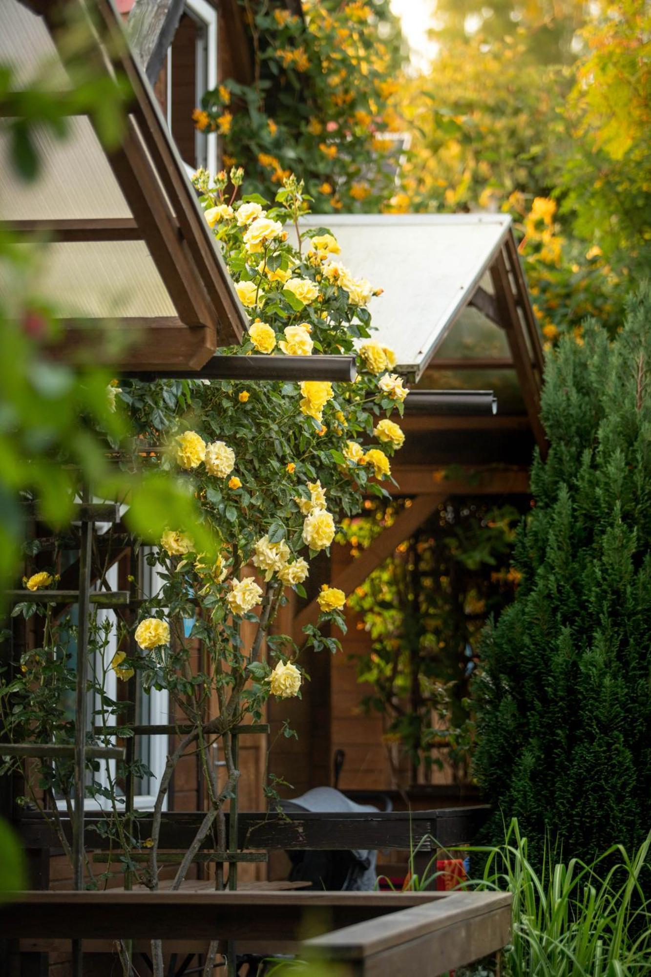 Standard Chalet 41