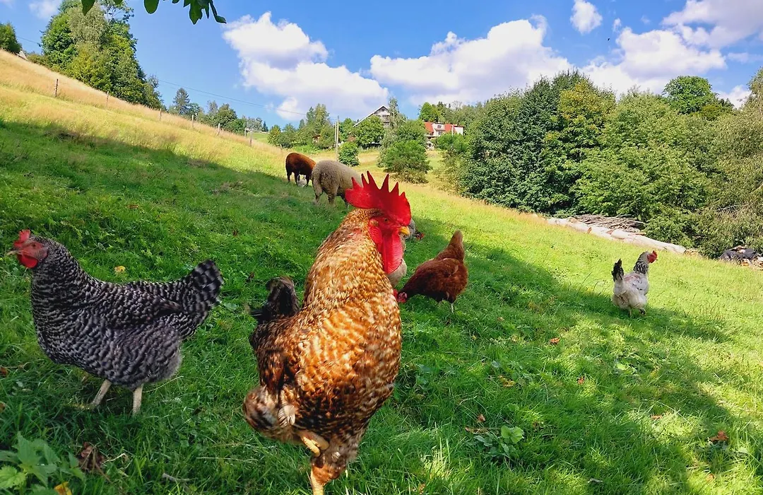 Agroturystyka nad Wisłą-1