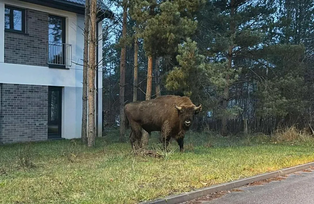 Sam Las Apartamenty Białowieża-1