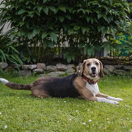 Willa Szarotka B&B-2