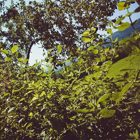 Miętowy Anioł-2