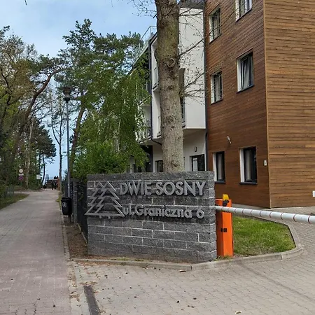 Dwie sosny i świerk-3