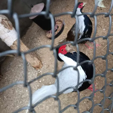 Restauracja Gracja-3