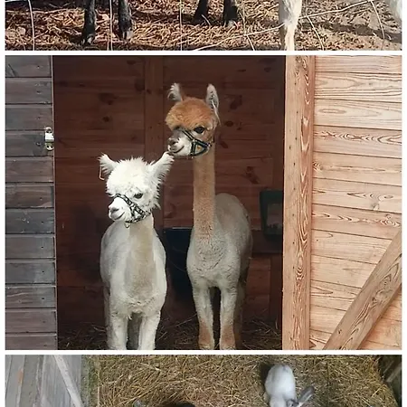 Malinowy Gaj - Agroturystyka Z Alpakami I Innymi Zwierzetami-3
