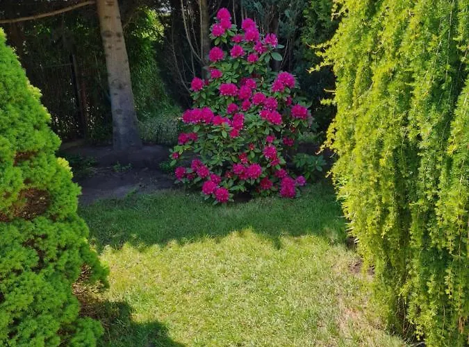 Admirał