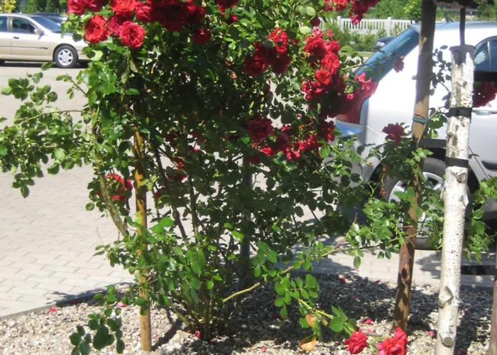Baza noclegowa Mistral