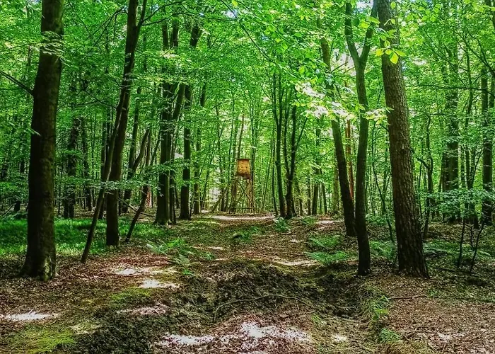 Domek U Pszczelarza Golub-Dobrzyń, Polska