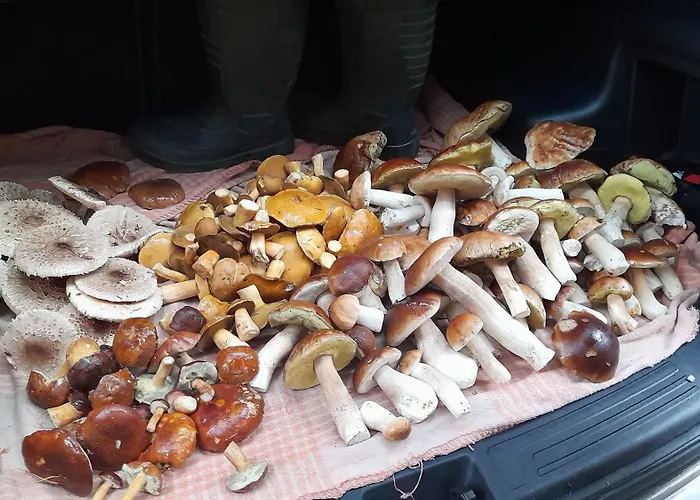 Pokoje na Mazurach 50m od jeziora Gołdopiwo