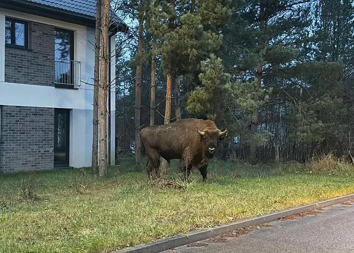 Sam Las Apartamenty Białowieża, Polska