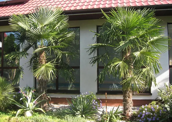 Gościnne Pod Palmami